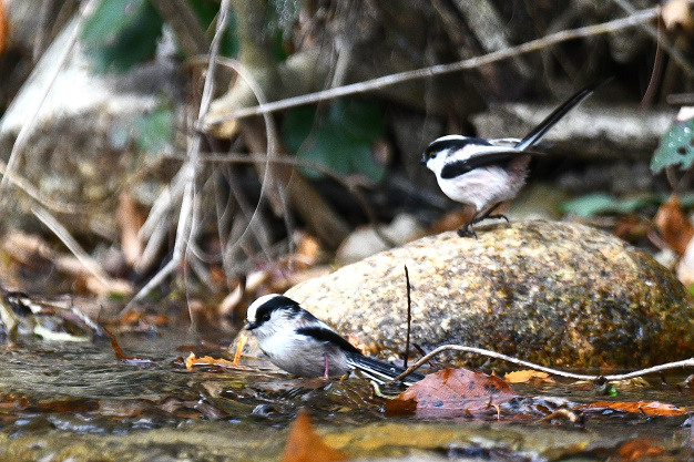 今日の鳥見