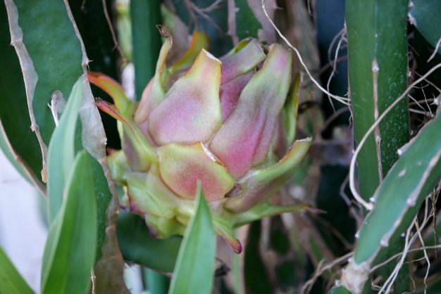 ドラゴンフルーツ１個目収穫