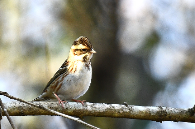 今日の鳥見