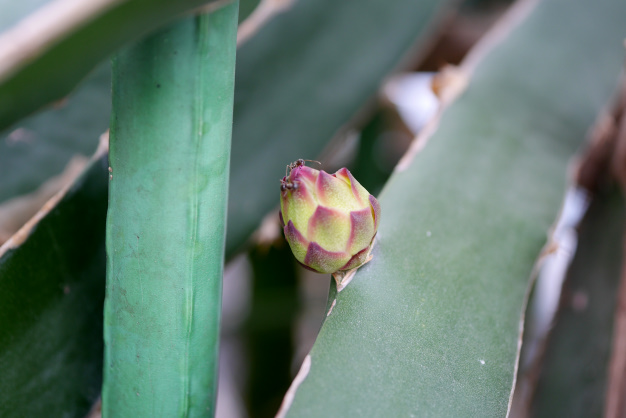 ドラゴンフルーツ①