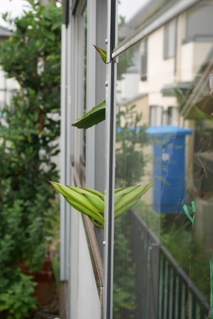 ドラゴンフルーツ③