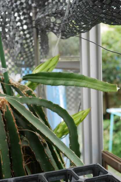 ドラゴンフルーツ③