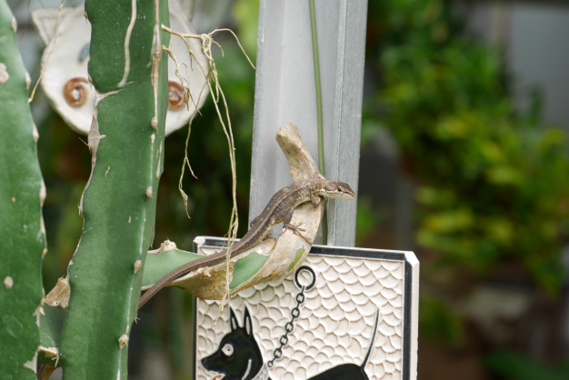 庭のカナヘビ