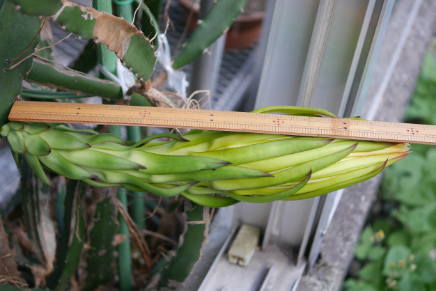 ドラゴンフルーツ⑥３個目開花