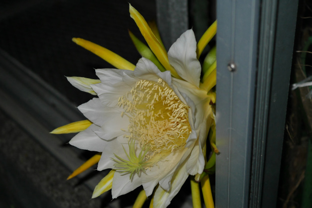 ドラゴンフルーツ⑥３個目開花