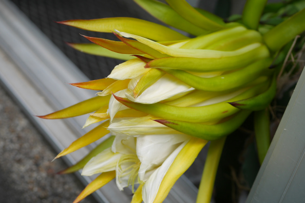 ドラゴンフルーツ⑥３個目開花