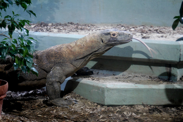 コモドドラゴン