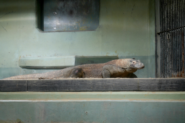 コモドドラゴン