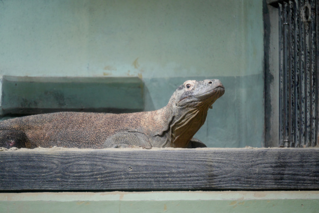 コモドドラゴン