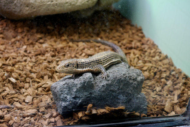 コモドドラゴン