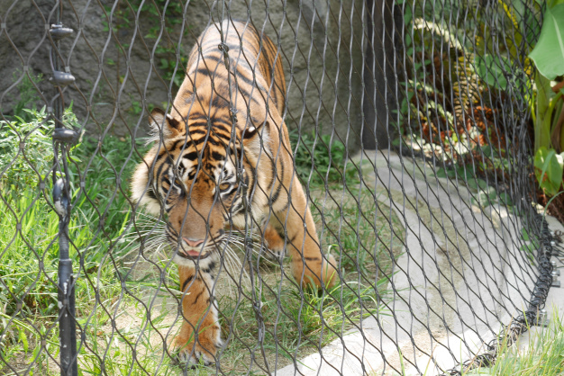 コモドドラゴン