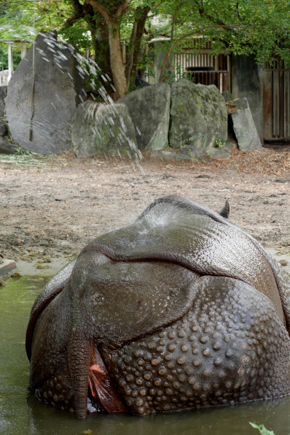 コモドドラゴン