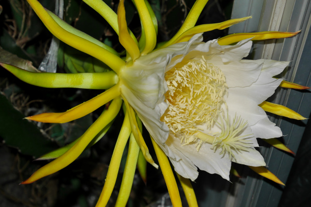 ドラゴンフルーツ⑫