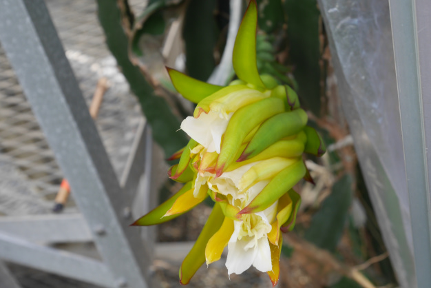 ドラゴンフルーツ⑫