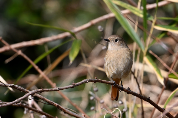 今日の鳥見